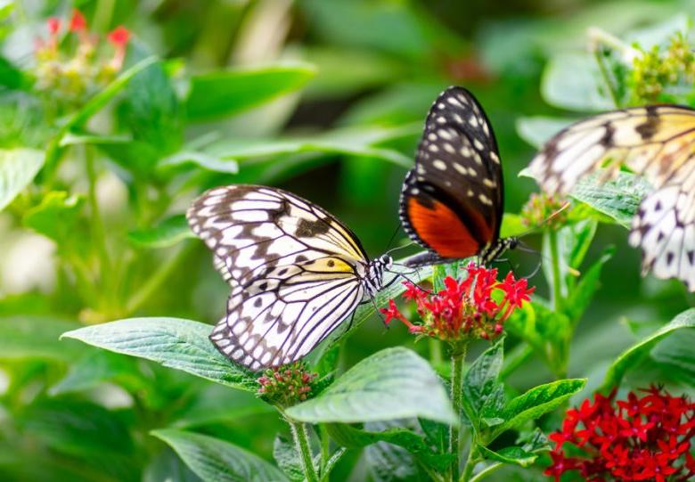 Custom home butterfly garden sanctuary installed at a Coconut Grove home